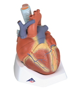 Three new genetic traits are identified that are associated with the risk of suffering an acute myocardial infarction