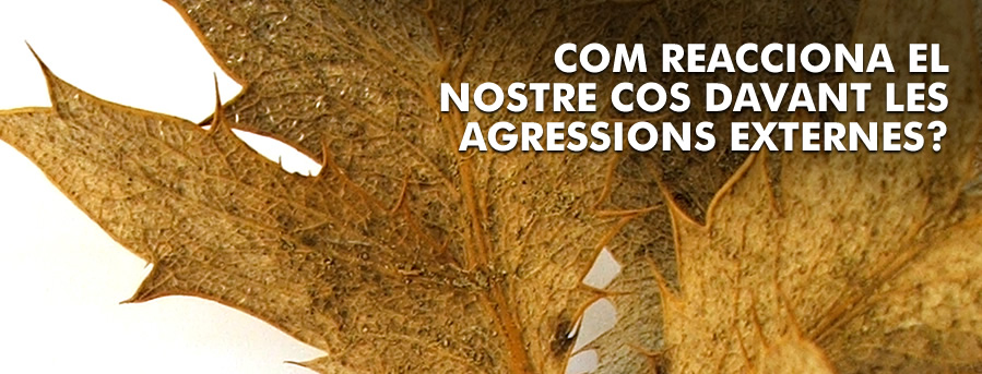 Com reacciona el nostre cos davant les agressions externes?