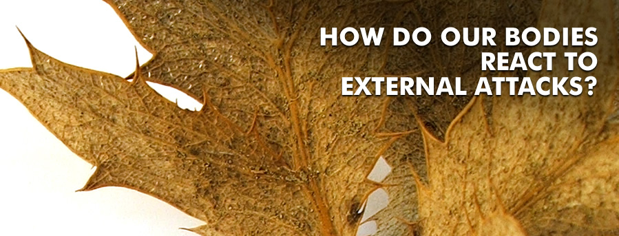 How do our bodies react to external attacks?